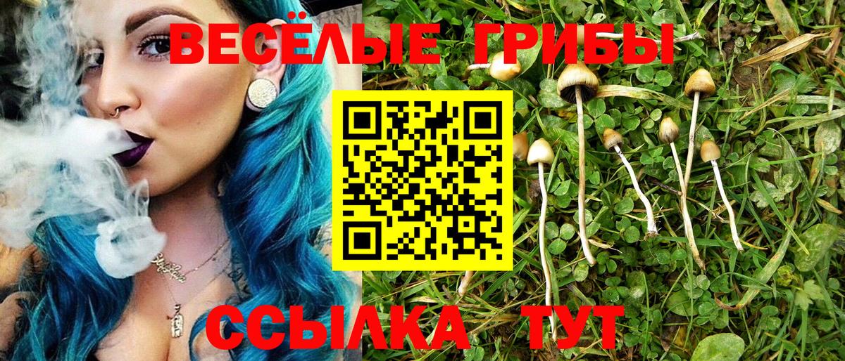 Галлюциногенные грибы Psilocybe Элиста
